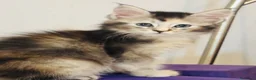 Maine Coon gatti in vendita: Cucciola Maine coon shaded pedigree tre rate - Annuncio 15