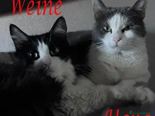 Europeo gatti WEINE e UANA, dolci gatti in adozione! - Annuncio 28