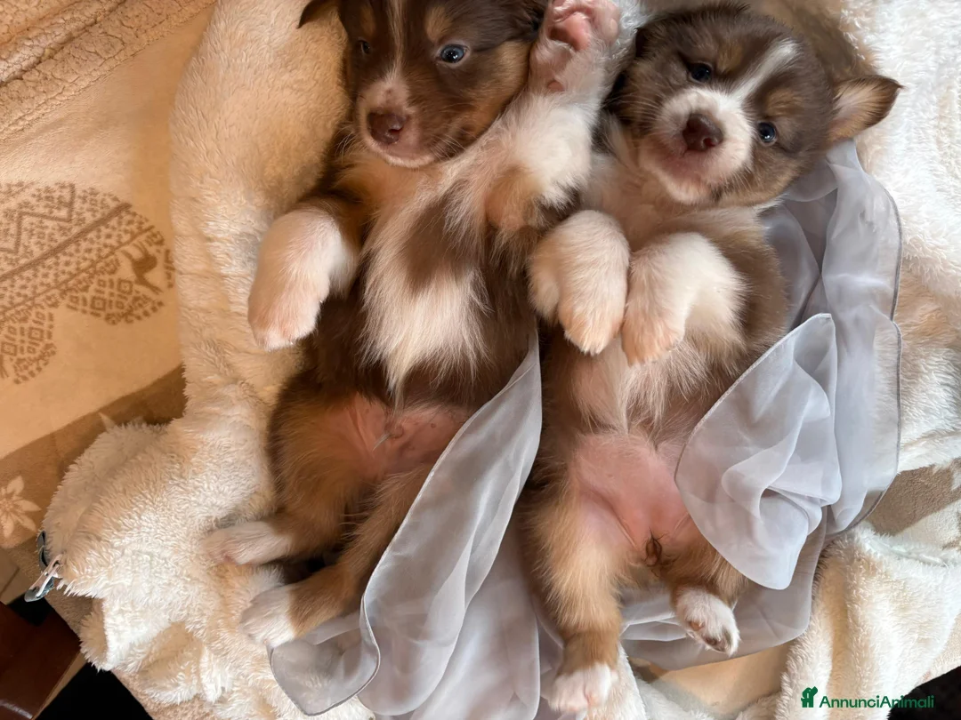 Australian Shepherd cani in vendita: Vendita cuccioli australian  shepherd  - Annuncio 13