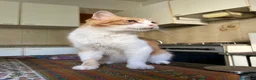 Europeo gatti in regalo: Gatti in adozione! a Provincia di Vicenza - Annuncio 6