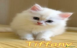 Persiano gatti in regalo: Tiffany & Chanel💖💖 a Provincia di Alessandria - Immagine 3