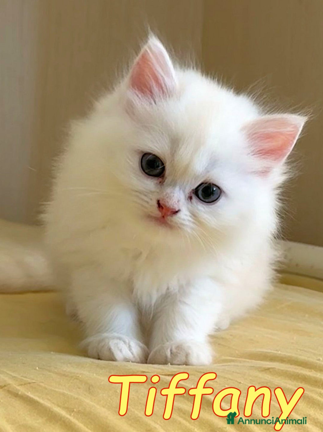 Persiano gatti in regalo: Tiffany & Chanel💖💖 a Provincia di Alessandria - Immagine 3