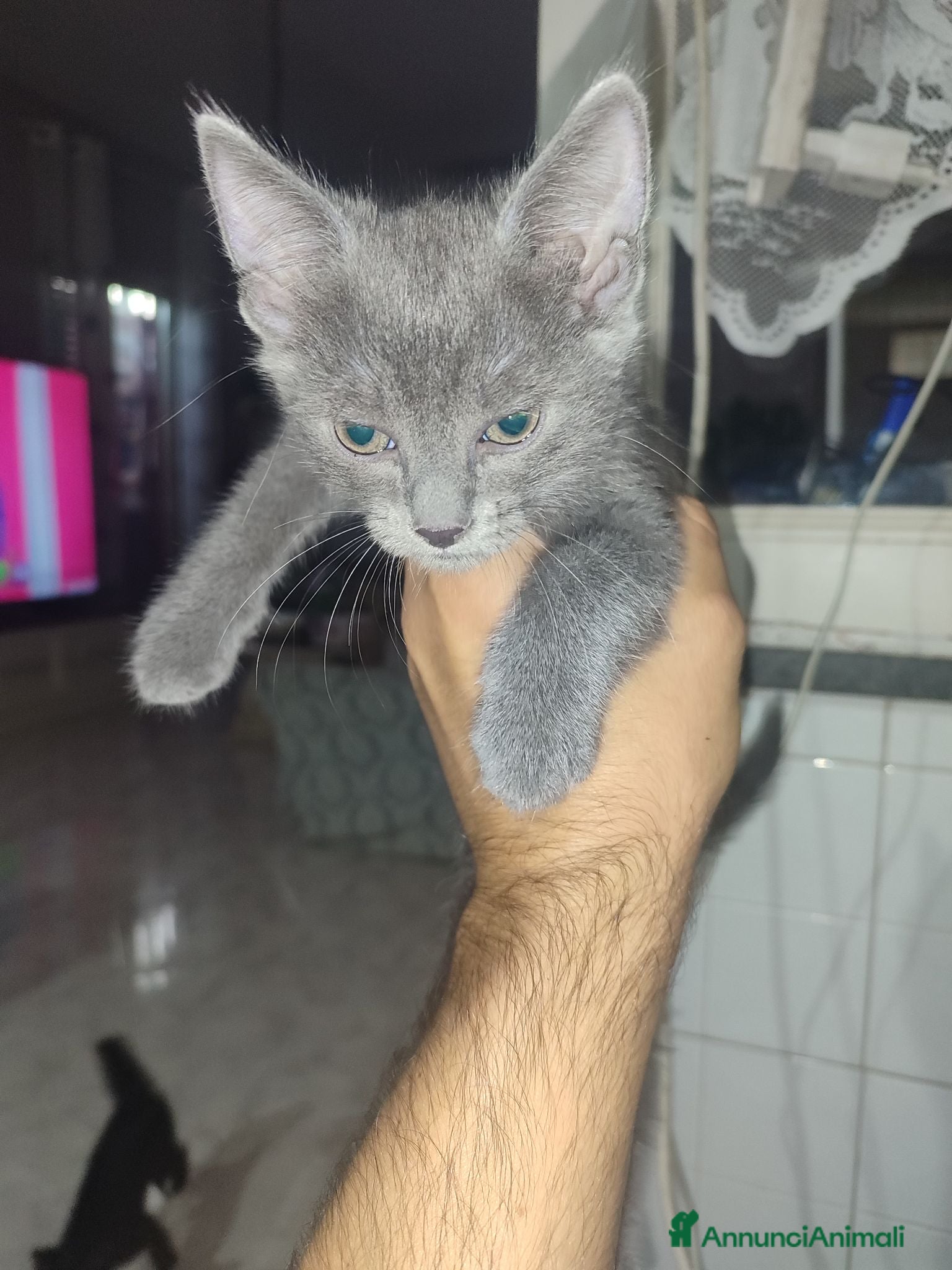Meticcio gatti Regalo Gattini - Annuncio 3
