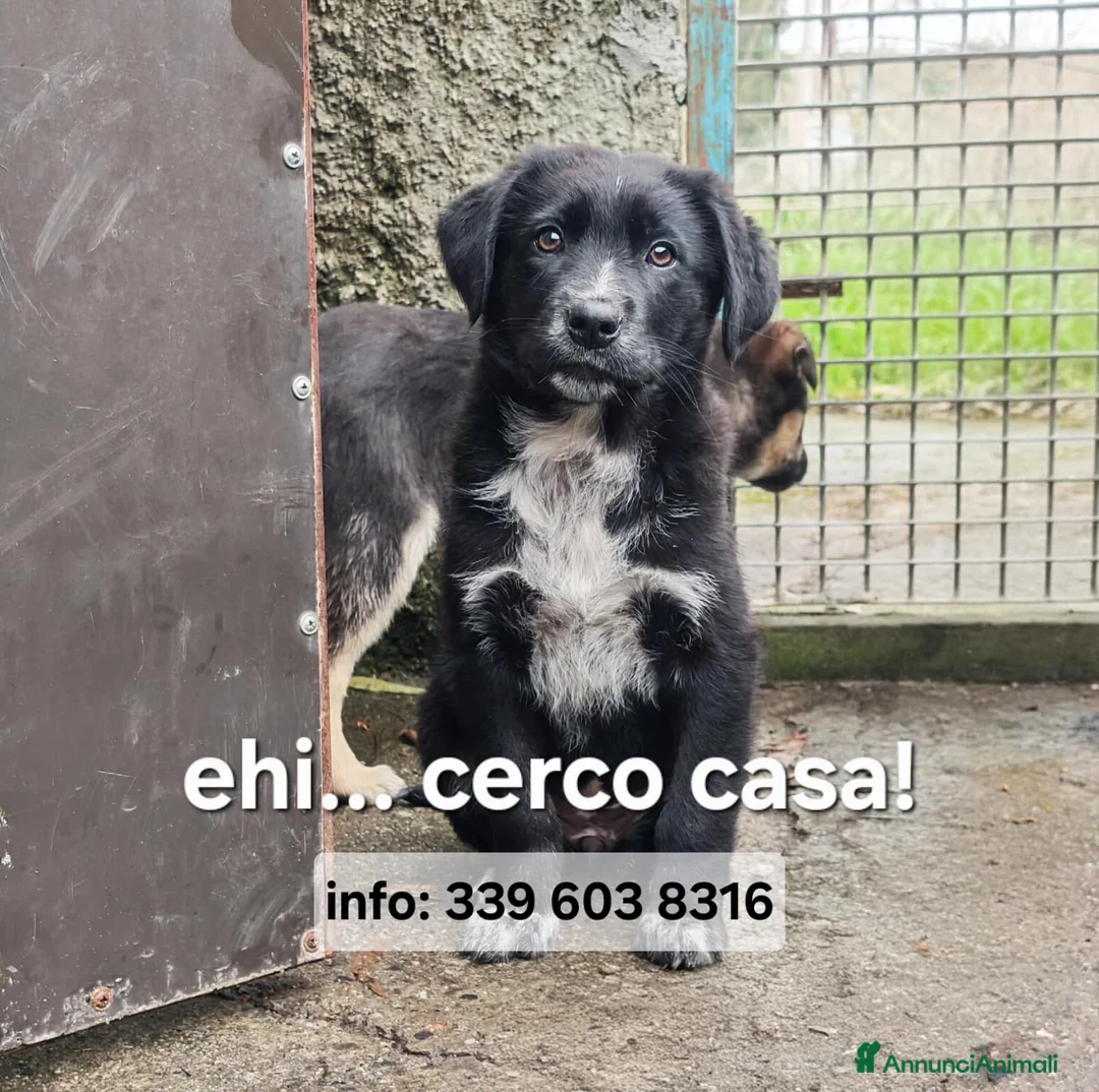 Meticcio cani in regalo: MORA 🩷 - cucciola futura taglia media cerca casa  - Annuncio 6