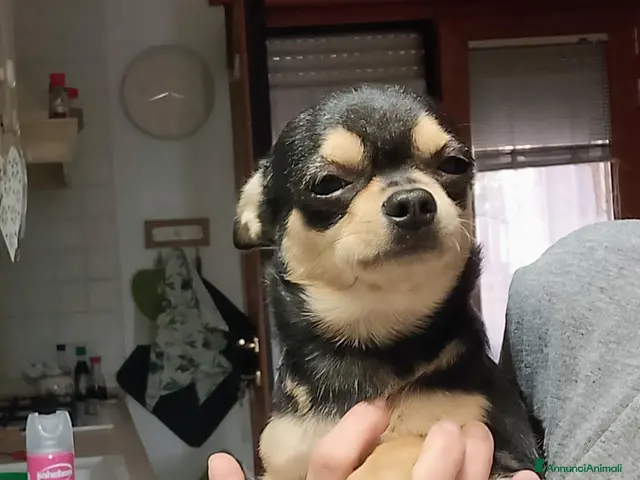 Chihuahua cani in vendita: Chihuahua con pedigree ENCI - Annuncio 6