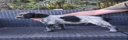 Breton cani in vendita: cuccioli Epagneul Breton disponibili - Annuncio 5