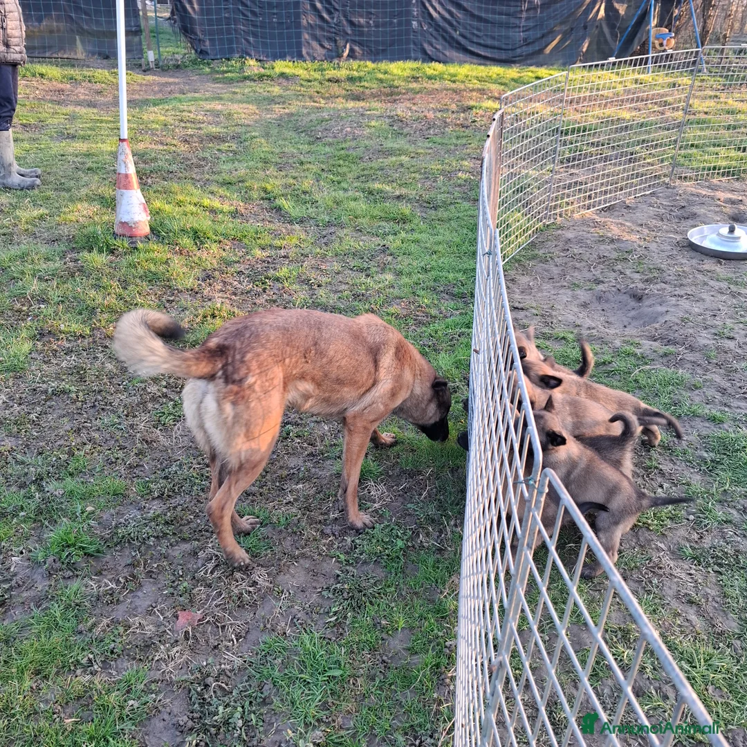 Pastore Belga cani in vendita: Allevamento enci Disponibili cuccioli di malinois  - Annuncio 2