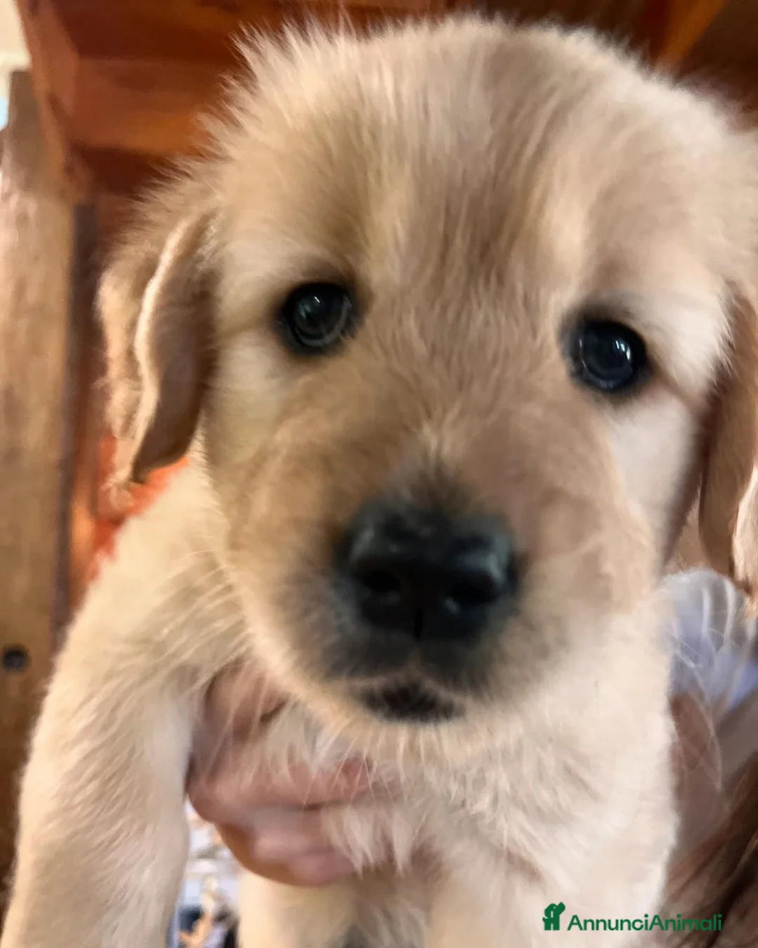 Golden Retriever cani in regalo: Cuccioli di Golden Retriever - Annuncio 3