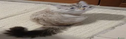 Siberiano gatti in vendita: Gatto siberiano 7 mesi - Annuncio 2