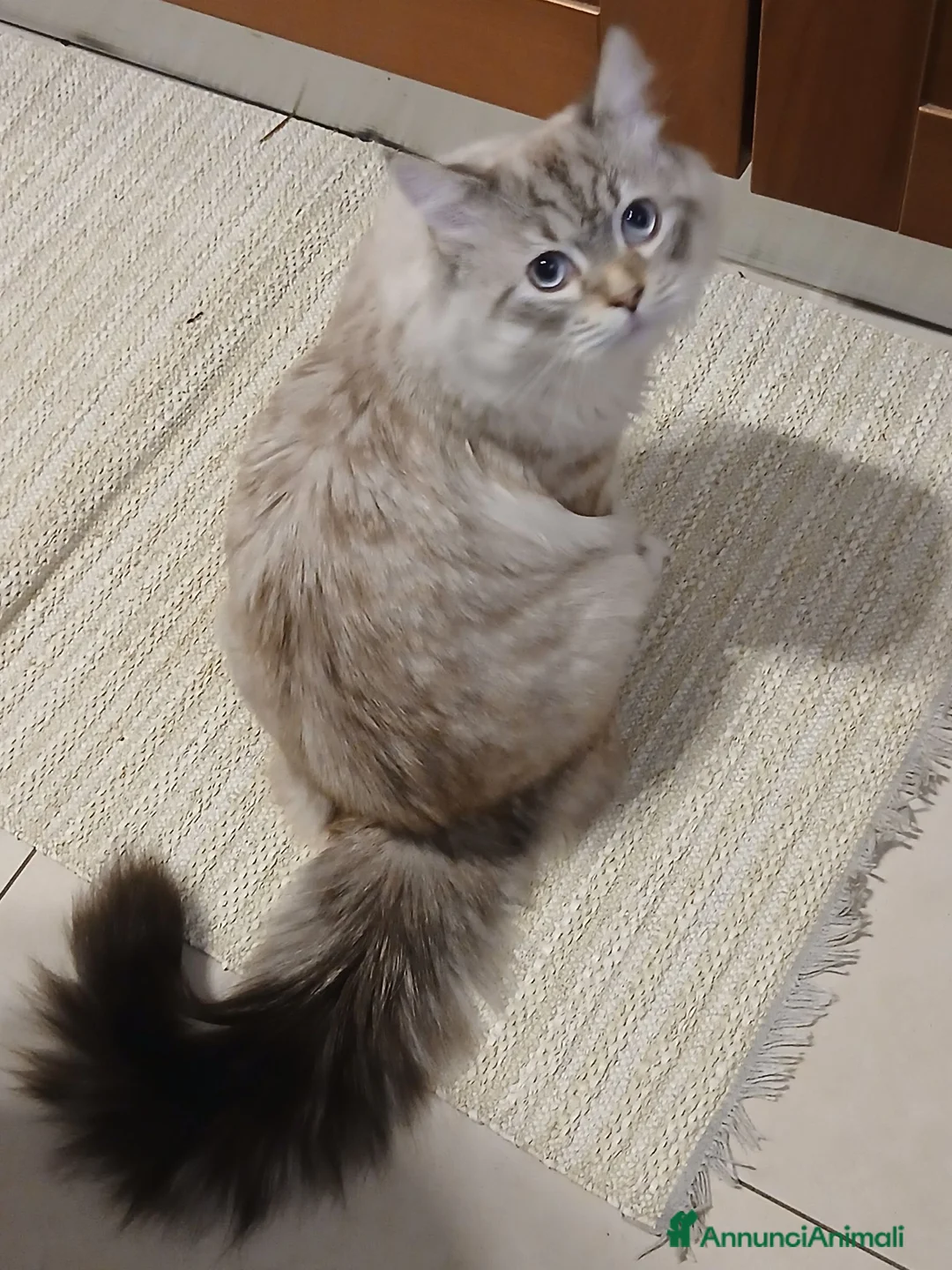 Siberiano gatti in vendita: Gatto siberiano 7 mesi - Annuncio 2