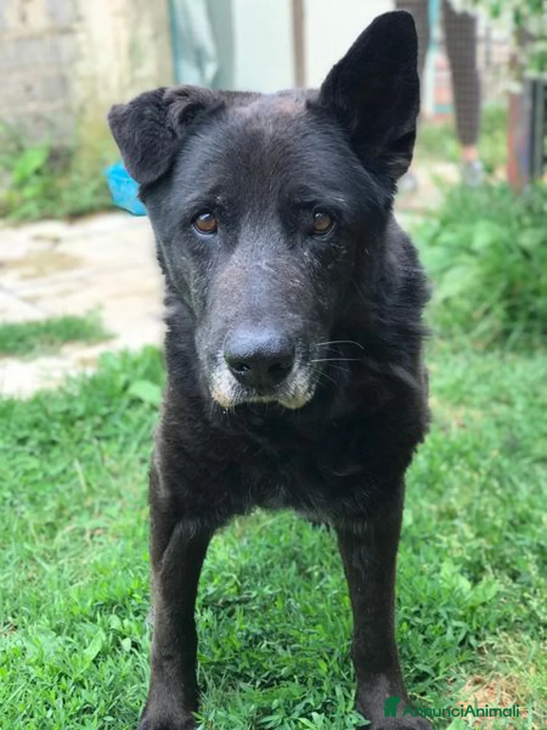 Meticcio cani in regalo: Nonno Martin, adozione del cuoricino - Annuncio 3