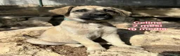 Meticcio cani in regalo: CUCCIOLI ABBANDONATI: EMERGENZA  a Città metropolitana di Milano - Annuncio 7