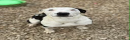 Meticcio cani in regalo: ROXY, mix PITTINA dolce come il miele! - Annuncio 1