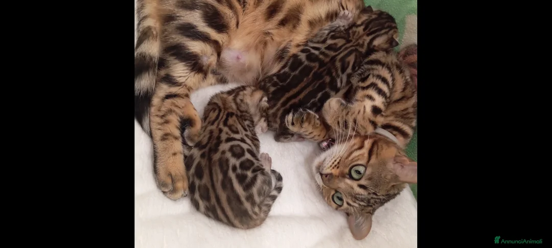 Bengala gatti in vendita: Cuccioli gatto bengala  - Annuncio 9