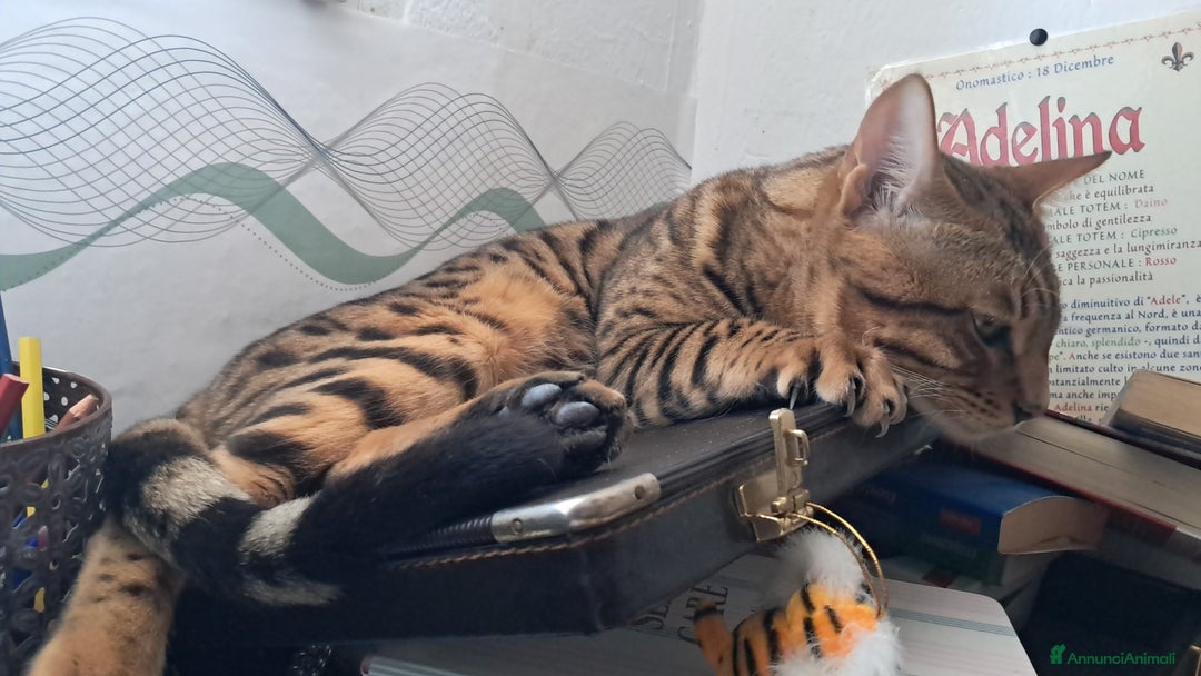 Bengala gatti in vendita: Bengala cucciolo maschio  - Annuncio 11