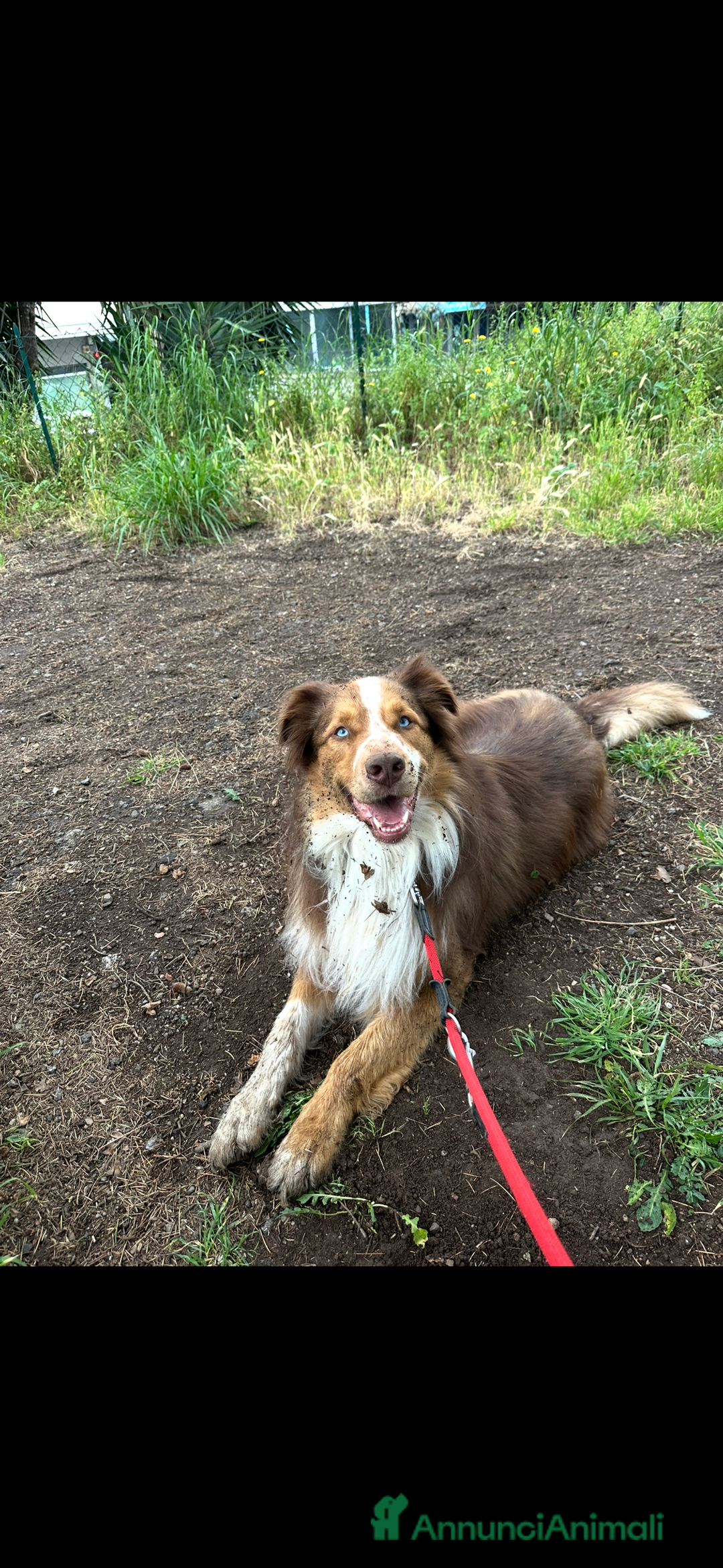 Australian Shepherd cani per accoppiamento: Pastore australiano, 3 anni, stallone - Annuncio 5