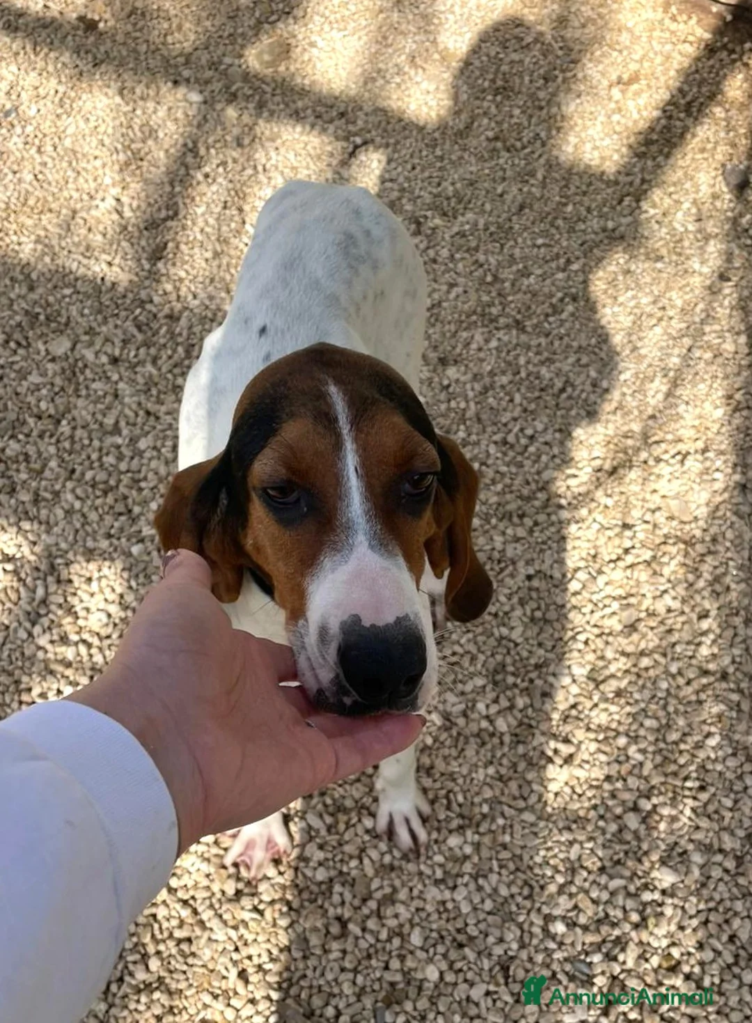 Segugio cani in regalo: IL MORBIDO E TENERO LEONE - Annuncio 2