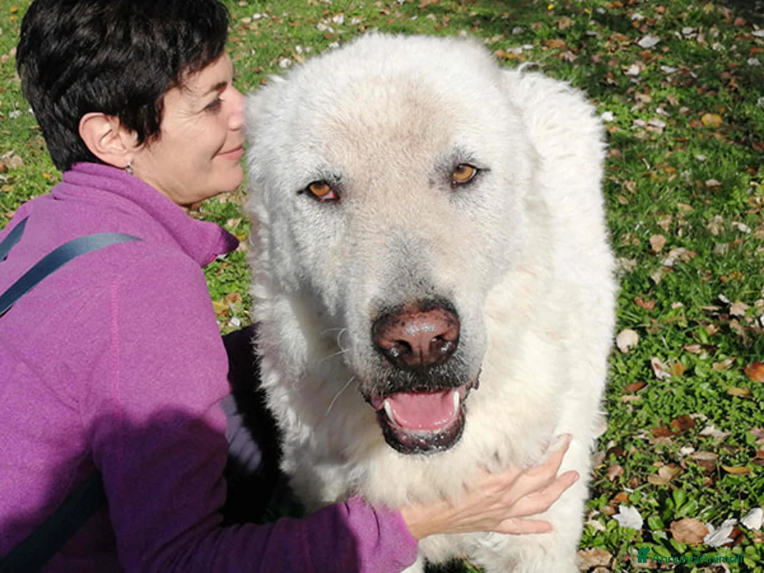 Meticcio cani in regalo: CERCHIAMO ADOZIONE A DISTANZA PER IL DOLCE TIBERIO - Annuncio 1