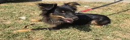 Meticcio cani in regalo: Mozart 7 mesi taglia piccola  - Annuncio 5