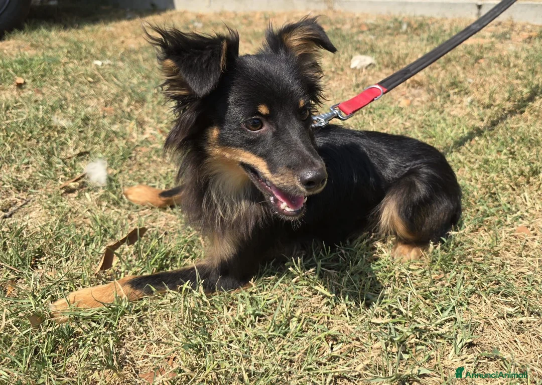 Meticcio cani in regalo: Mozart 7 mesi taglia piccola  - Annuncio 5
