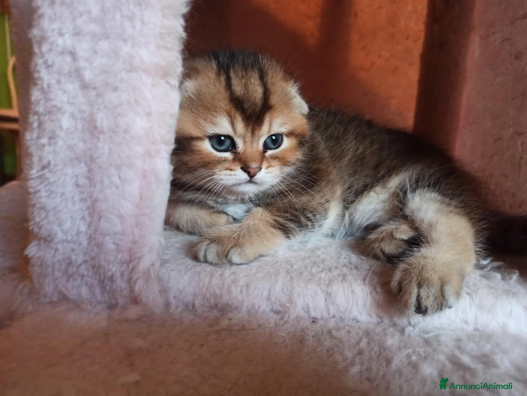 Scottish gatti in vendita: Scottish disponibili  a Provincia di Reggio Emilia - Annuncio 2
