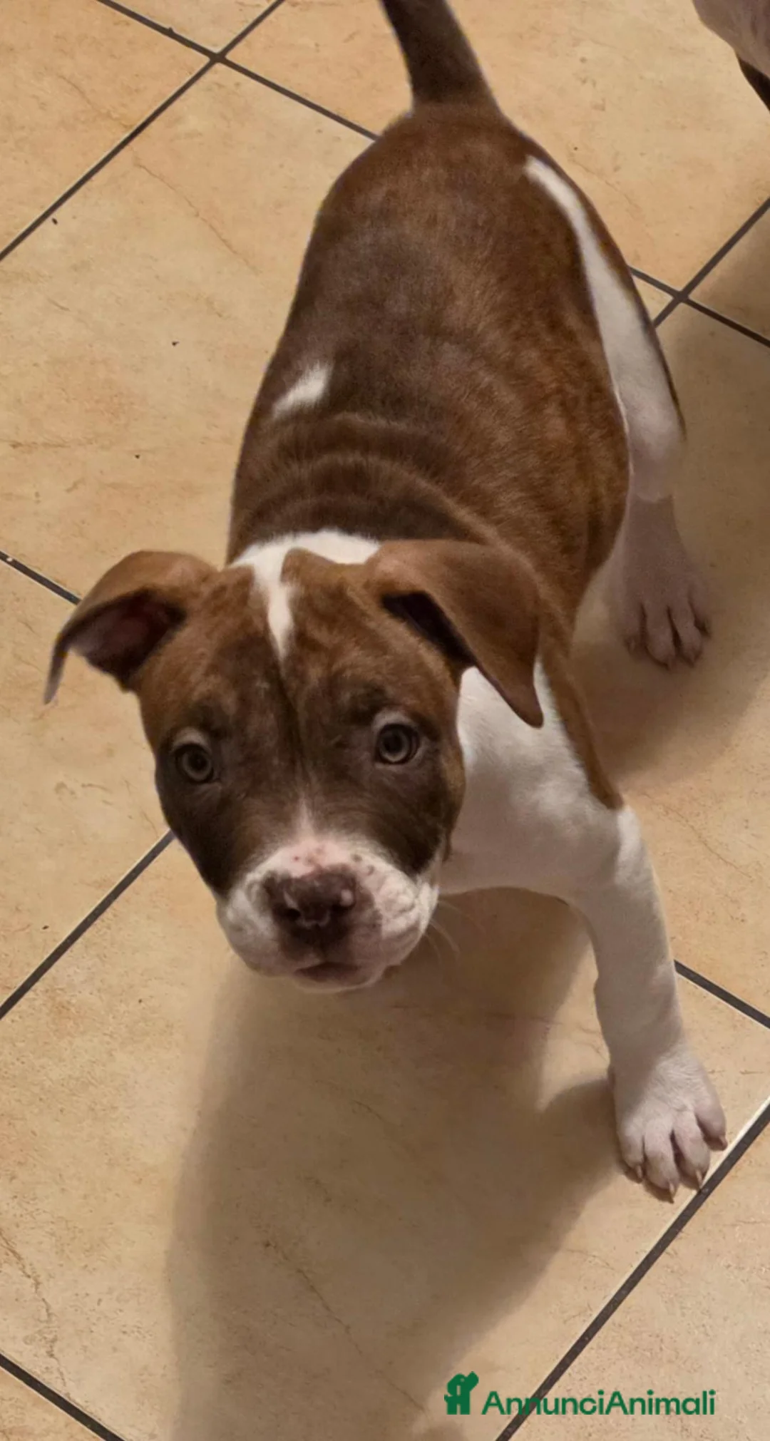 Pitbull cani in vendita: Cucciola di pitbull  - Annuncio 4