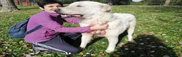 Meticcio cani in regalo: CERCHIAMO ADOZIONE A DISTANZA PER IL DOLCE TIBERIO - Annuncio 4