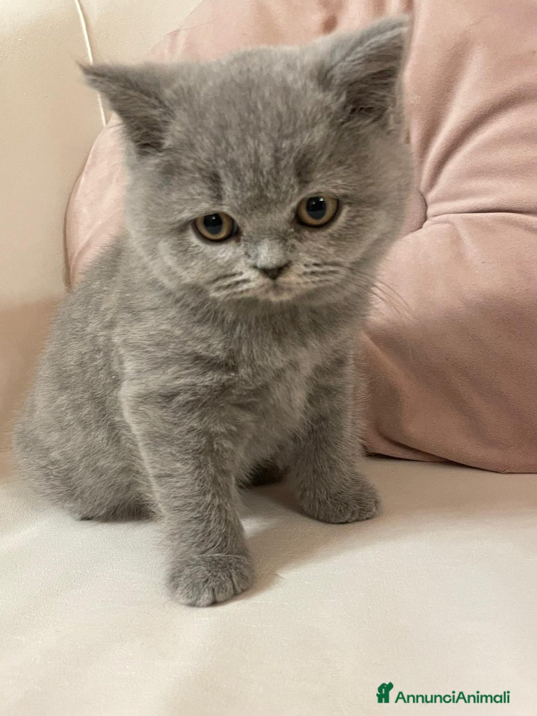 British gatti in vendita: MAGNIFICHE FEMMINUCCE BRITISH SHORTHAIR BLU - Annuncio 9