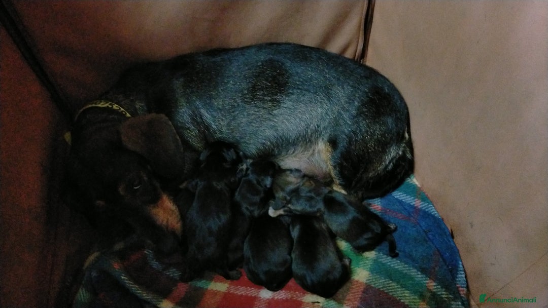 Bassotto cani in vendita: Bassotto tedesco a pelo duro  - Annuncio 5