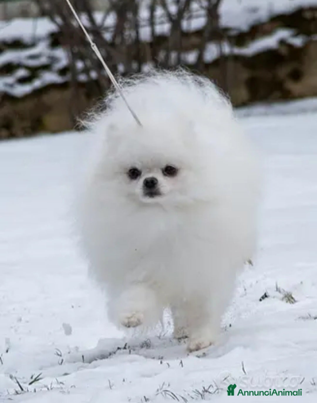 Spitz cani Spitz tedesco NANO Pomerania  a Provincia di Monza e della Brianza - Annuncio 5