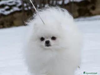 Spitz cani Spitz tedesco NANO Pomerania a Provincia di Monza e della Brianza - Annuncio 3