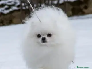 Spitz cani Spitz tedesco NANO Pomerania a Provincia di Monza e della Brianza - Annuncio 3