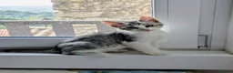Meticcio gatti in regalo: Piko e Bok, fratellini in cerca di casa - Annuncio 10