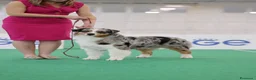 Australian Shepherd cani in vendita: Cuccioli di pastore australiano  - Annuncio 4