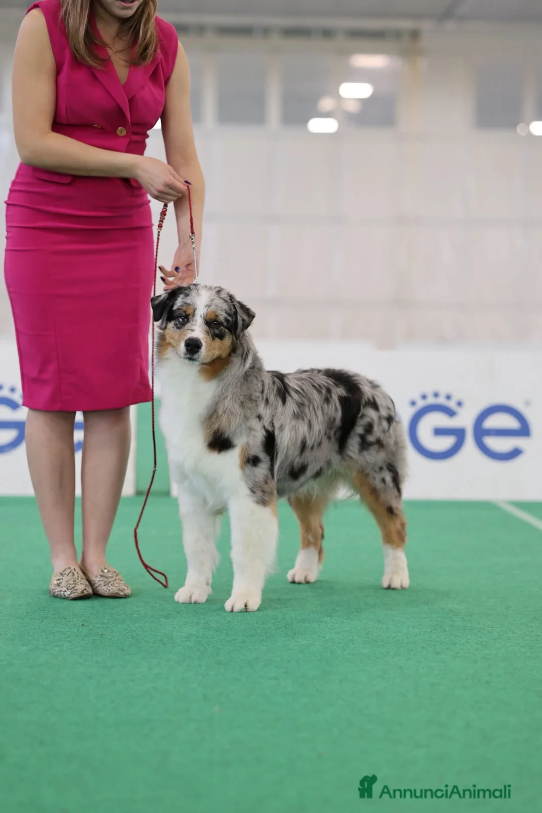 Australian Shepherd cani in vendita: Cuccioli di pastore australiano  - Annuncio 4