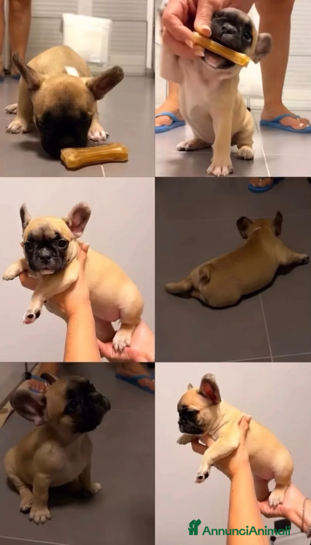 Bulldog Francese cani in vendita: Bulldog francese  - Annuncio 3
