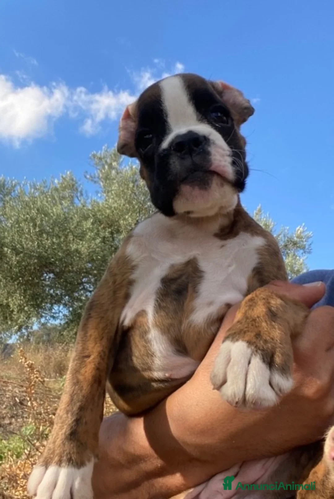 Boxer cani in vendita: Cuccioli boxer - Annuncio 5