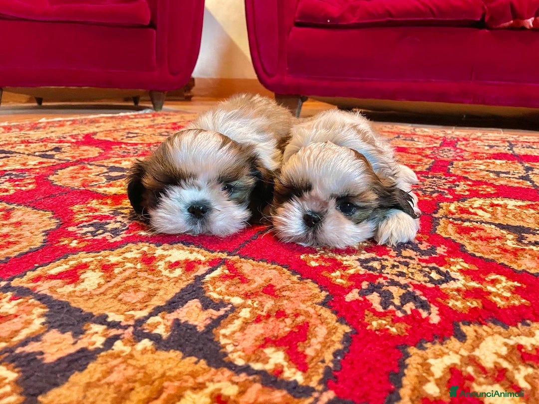 Shih Tzu cani in vendita: SHIHTZU CON PEDIGREE ENCI - Annuncio 5