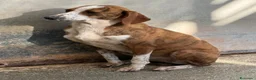 Segugio cani in regalo: Stefy - Annuncio 3