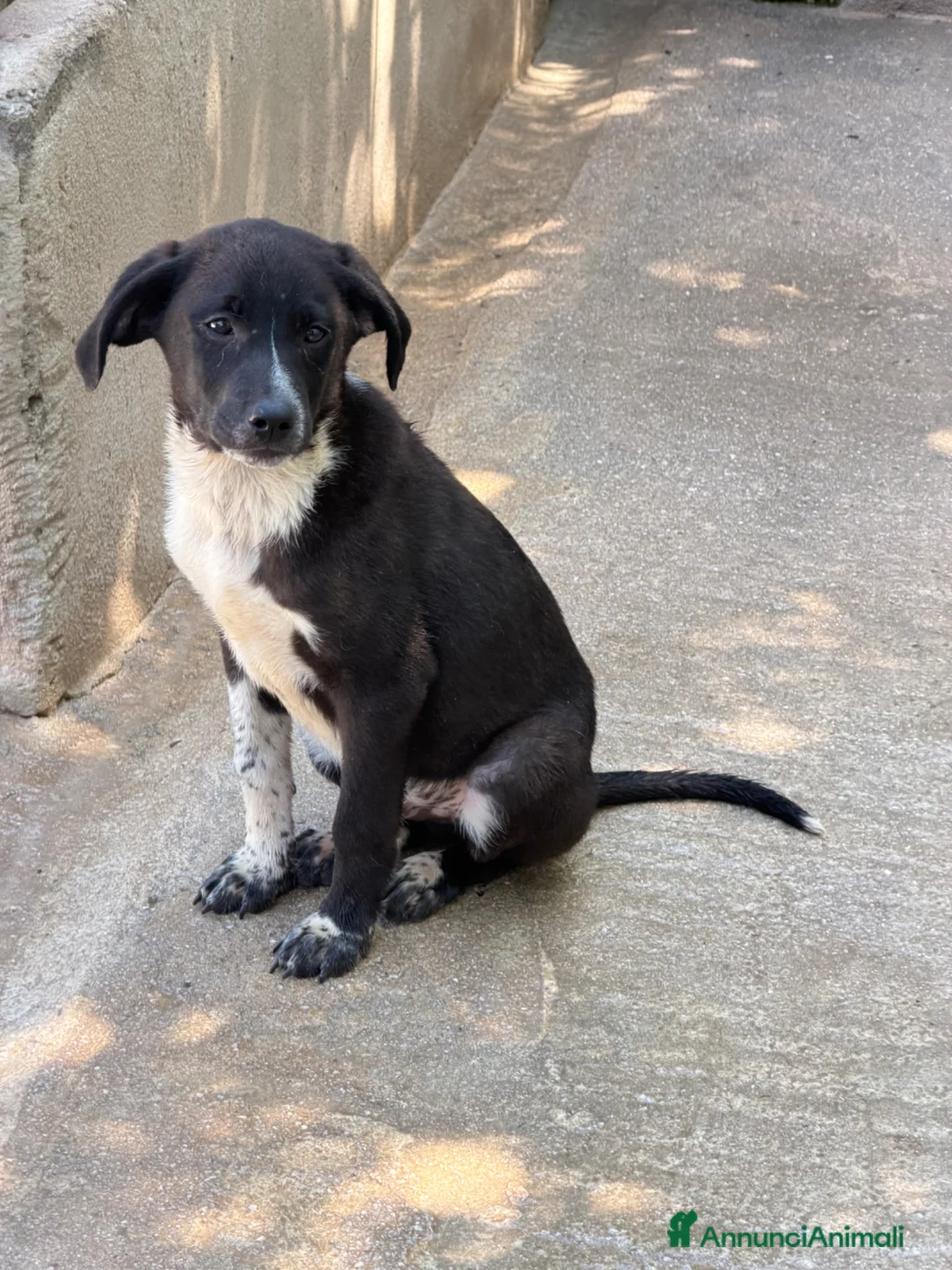 Meticcio cani in regalo: Olio maschio a Provincia di Reggio Emilia - Annuncio 1