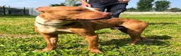 Meticcio cani in regalo: DANKO PIT BULLINO - Annuncio 3