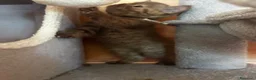 British gatti in vendita: Cuccioli British shorthair Cinnamon  - Annuncio 10
