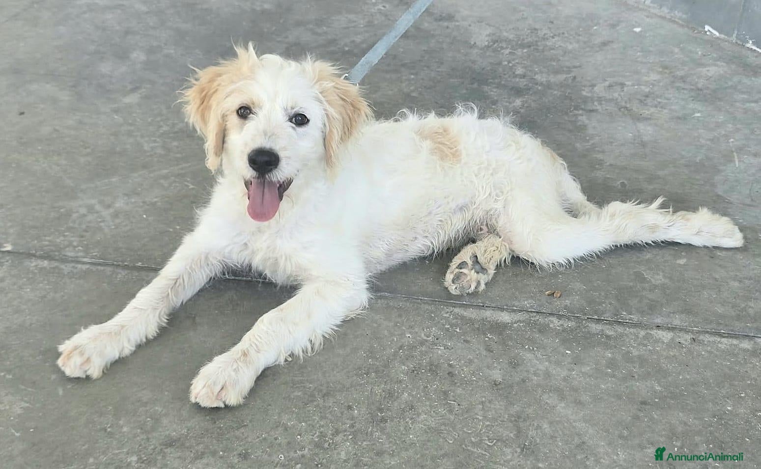 Meticcio cani Oliver, 4 mesi, futuri 15/18 chili  - Annuncio 1