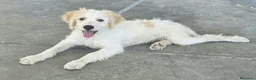 Meticcio cani in regalo: Oliver, 4 mesi, futuri 15/18 chili  - Annuncio 3