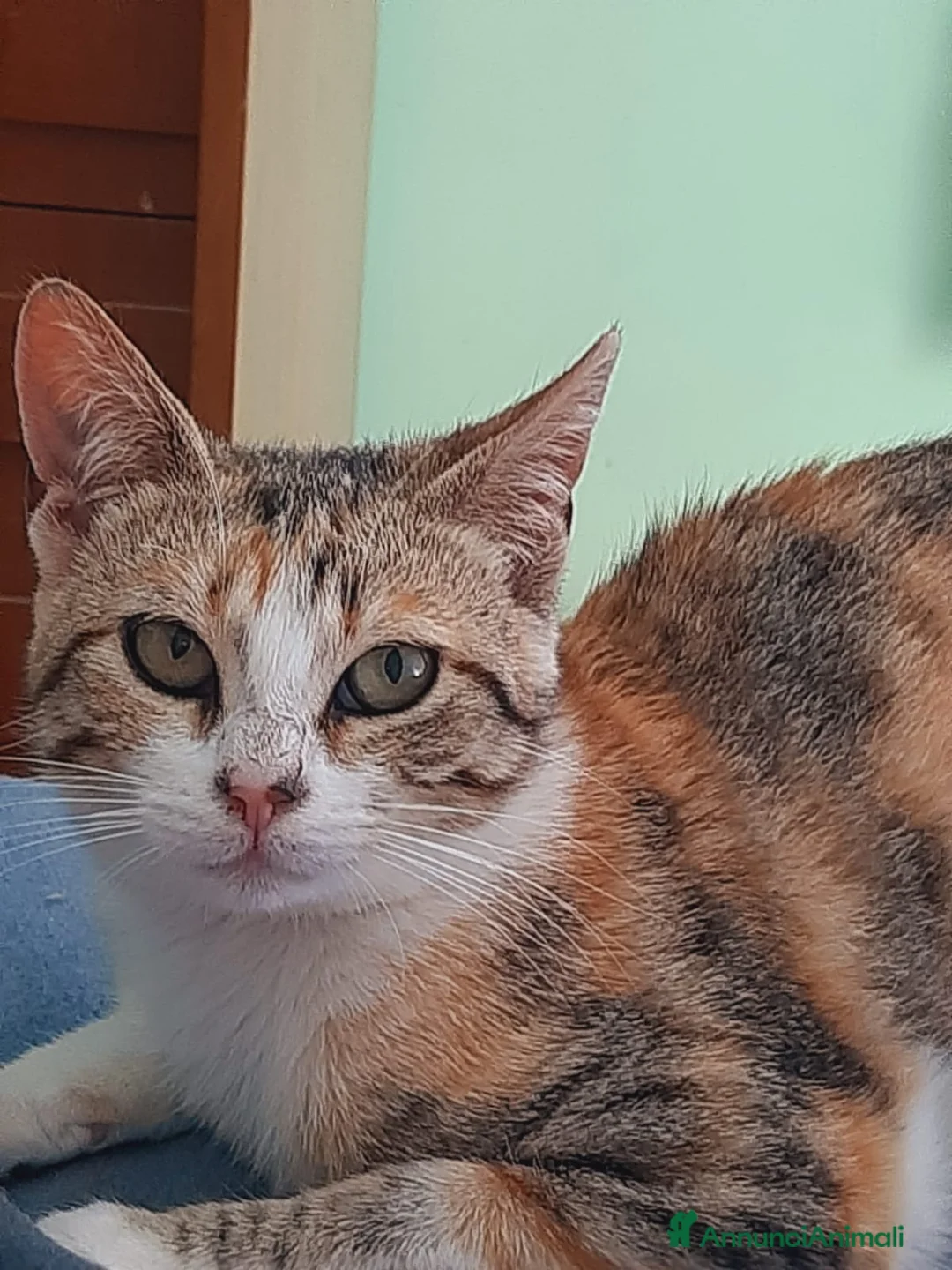 Europeo gatti in regalo: Pesca dolce micina a Città metropolitana di Roma Capitale - Annuncio 3