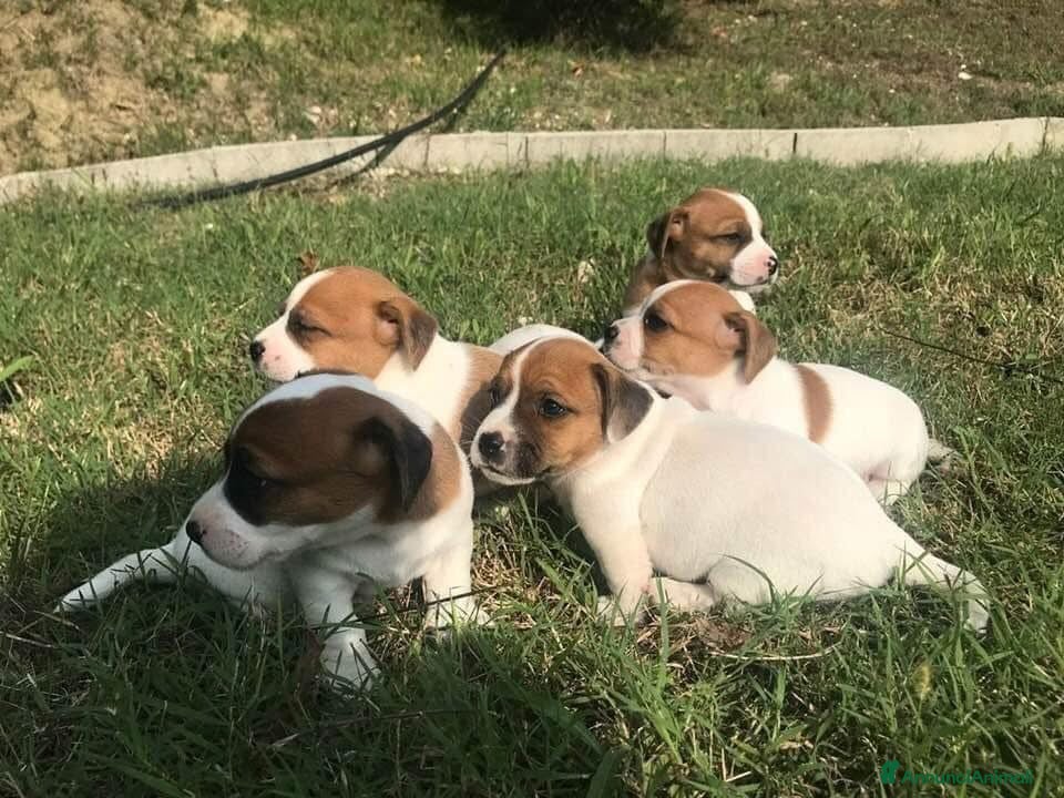Jack Russell cani Jack russell zampa corta mini - Annuncio 4