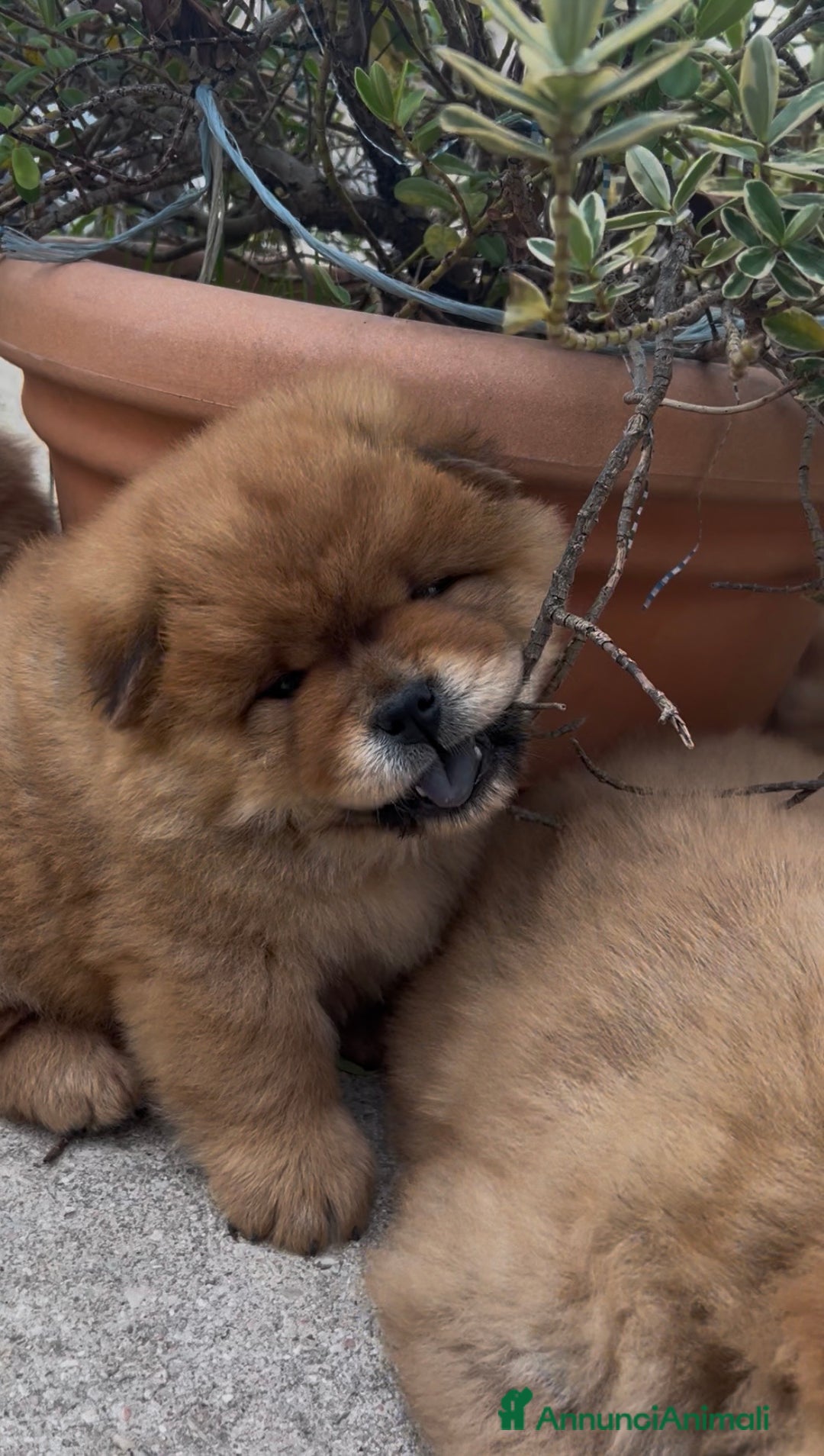 Chow Chow cani in vendita: Cuccioli di Chow Chow  - Annuncio 4