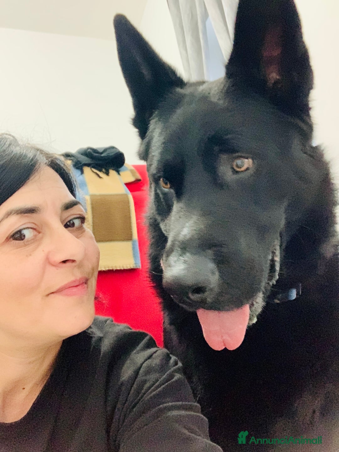 Pastore Tedesco cani per accoppiamento: Cerco pastore tedesco femmina X accoppiamento  a Provincia di Matera - Immagine 2