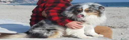 Australian Shepherd cani in vendita: Australian Shepherd/pastori australiani cuccioli a Città metropolitana di Milano - Annuncio 13
