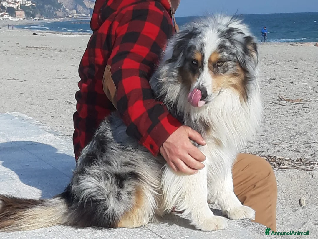Australian Shepherd cani in vendita: Australian Shepherd/pastori australiani cuccioli a Città metropolitana di Milano - Annuncio 13